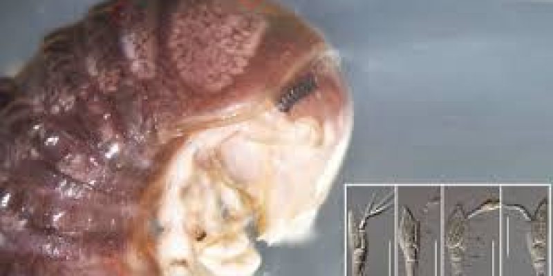 Researchers found a new species fungi: Troglomyces twitteri