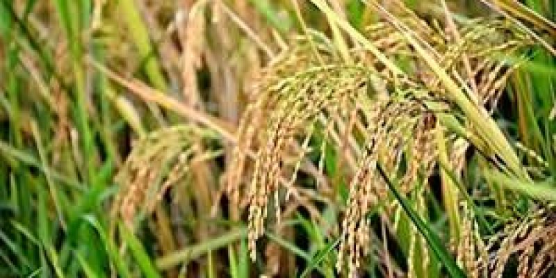 Researchers found new possibility to improve rice productivity