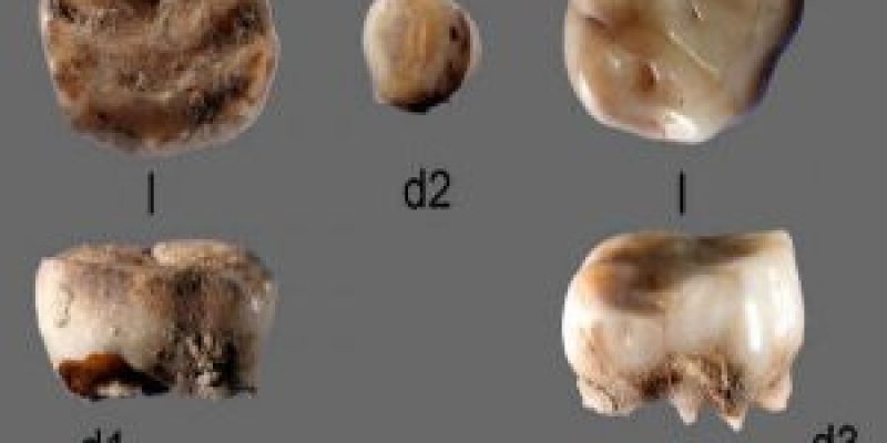Researchers found 2 childrens milk teeth in north eastern Siberia