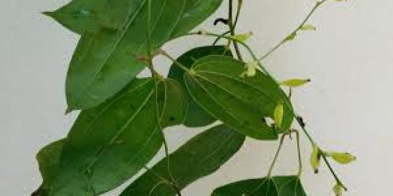 Researchers identify new tuber species from Western Ghats in Kerala’s Wayanad district