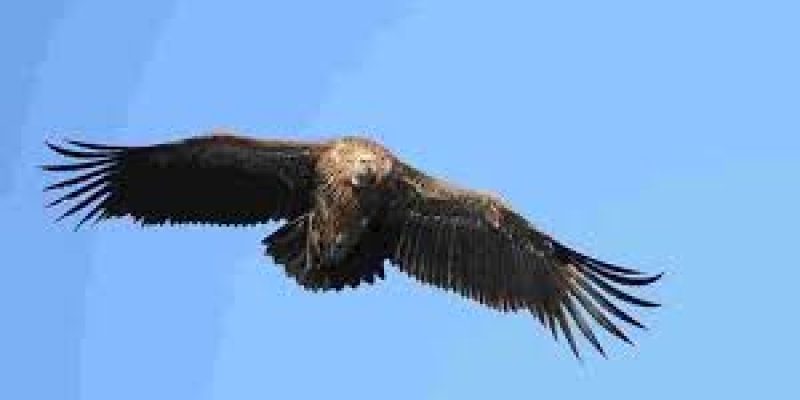 Researchers recorded the first instance of captive breeding of the Himalayan vulture in India.