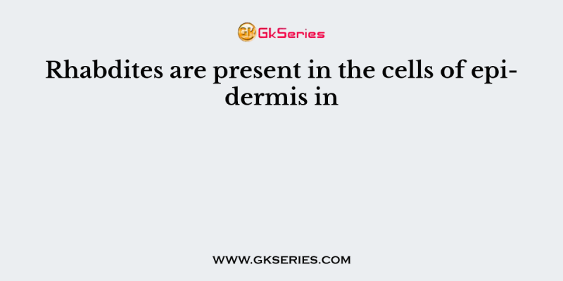 Rhabdites are present in the cells of epidermis in