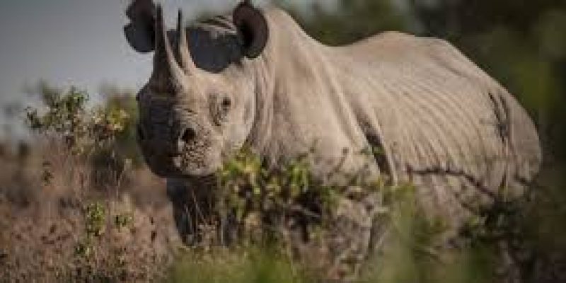 World Rhino Day 2020