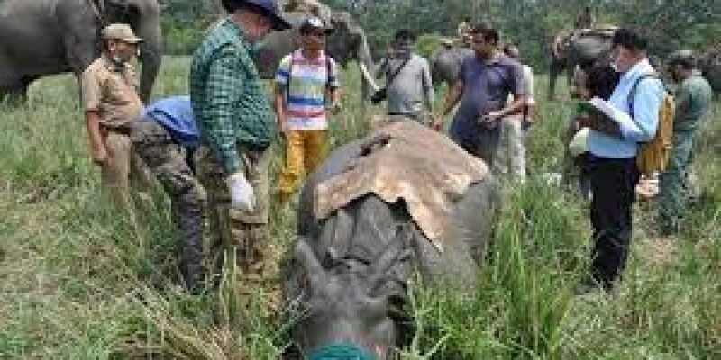 Rhinos translocated in Assam under Vision 2020 to increase population