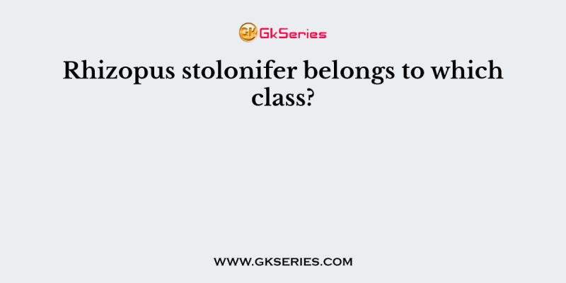Rhizopus stolonifer belongs to which class?