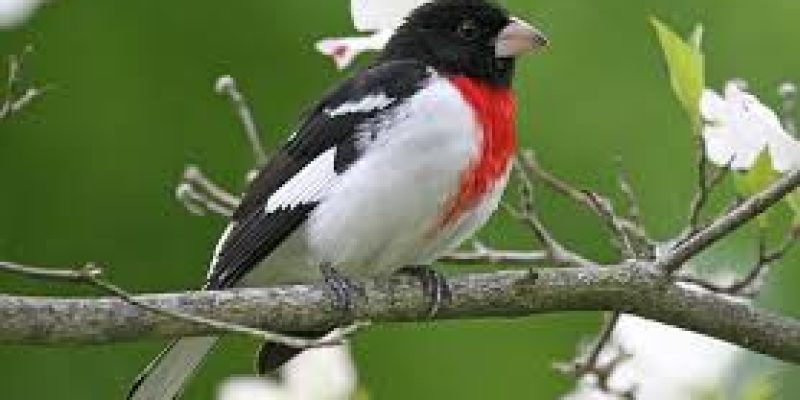 Rose-breasted Grosbeak