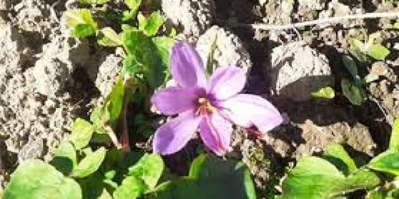 Saffron bowl of India extends to the North East