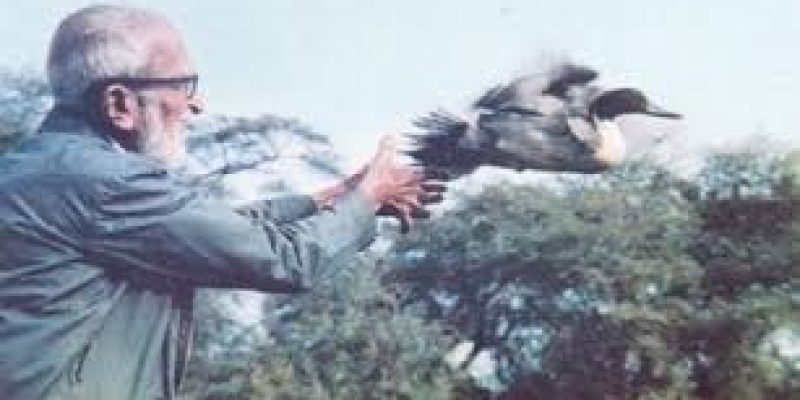 Salim Ali birth anniversary