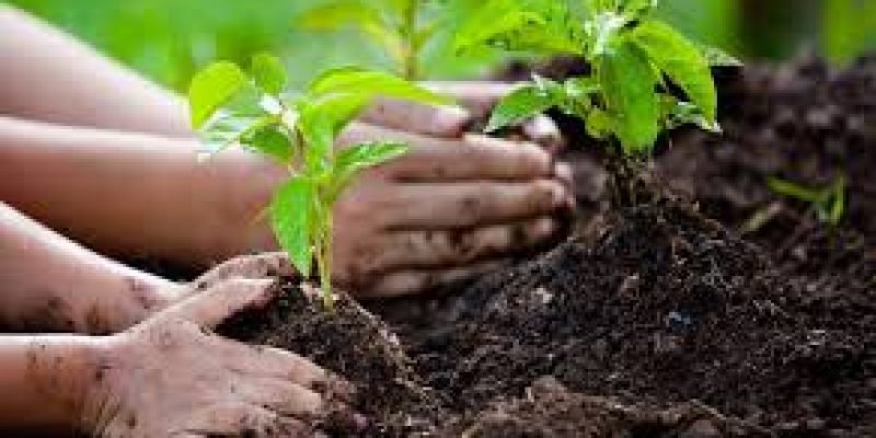 Culture Ministry to celebrate “Sankalp Parva” to plant trees from 28th June to 12 July 2020