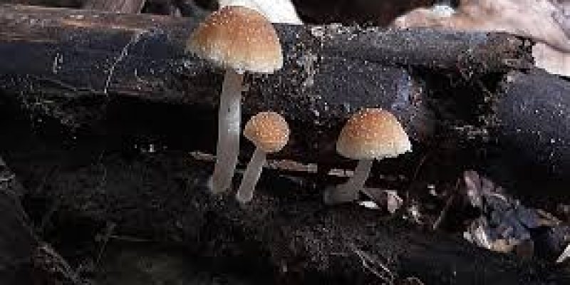 Scientists Discover Rare Mushroom in Uttarakhand’s Oak Forests