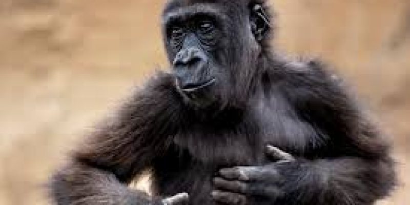 Scientists Discover Smallest Great Ape That Only Grew To Size Of Toddler