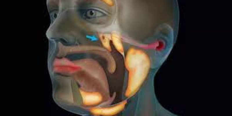 Scientists discover new organ in the human throat while studying prostrate cancer