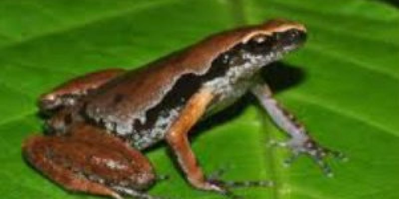 Scientists has discovered a new frog species in the Northeast