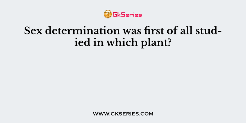 Sex determination was first of all studied in which plant?