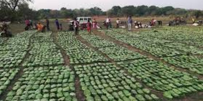 Shaheed Mahendra Karma Tendupatta Sangrahak Samajik Suraksha Yojana