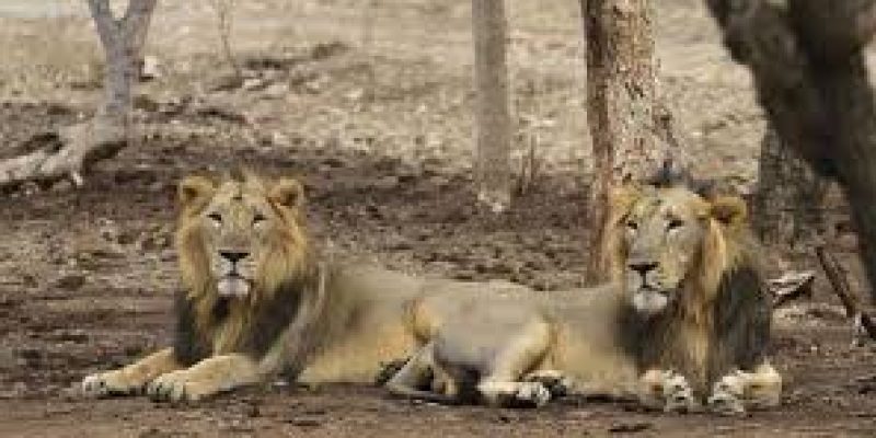 Significance of lions spotted in Gujarat’s Jasdan area