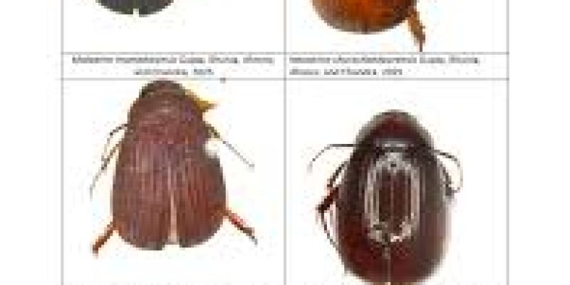 Six New Scarab Beetles Discovered in India