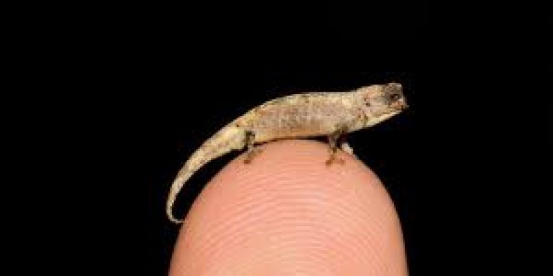 Smallest reptile on earth discovered in Madagascar