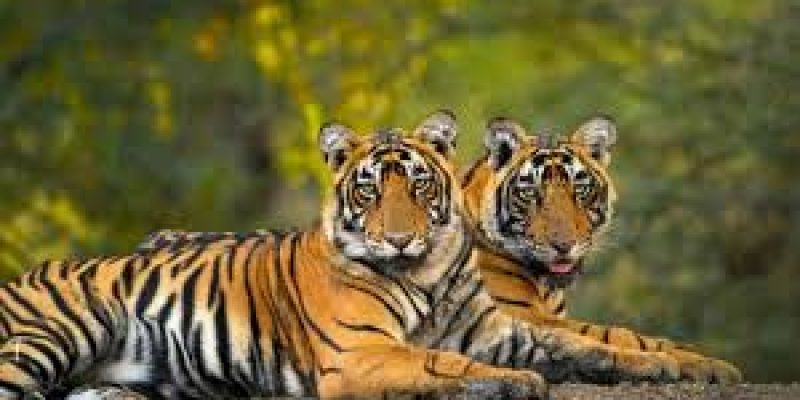 Soliga Tribe’s Role in Tiger Conservation at BRT Tiger Reserve