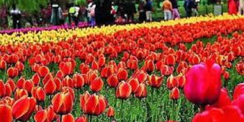 Srinagar’s Tulip Garden Enters Record Books With 1.5mn Flowers