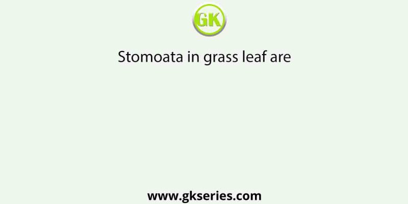 Stomoata in grass leaf are