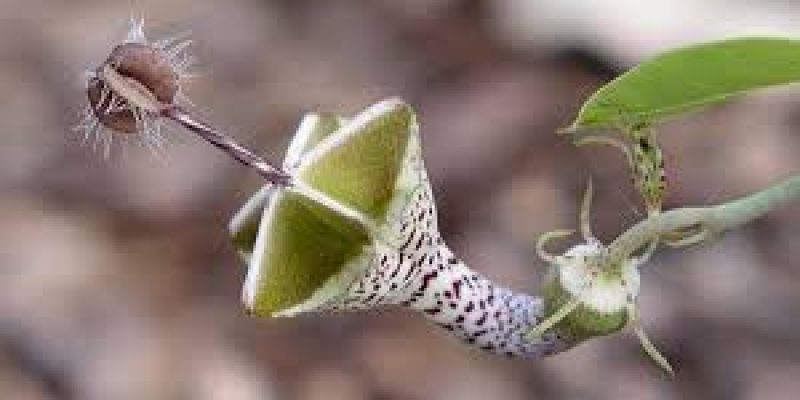 Study of flowering plant endemism of Northern Western Ghats