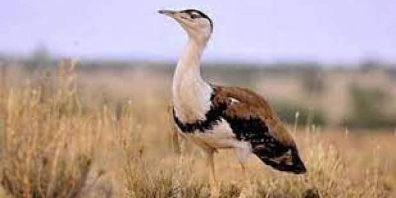 Supreme Court’s steps to protect Great Indian Bustard