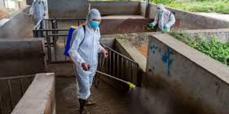 India is developing new Swine Fever Control Vaccines