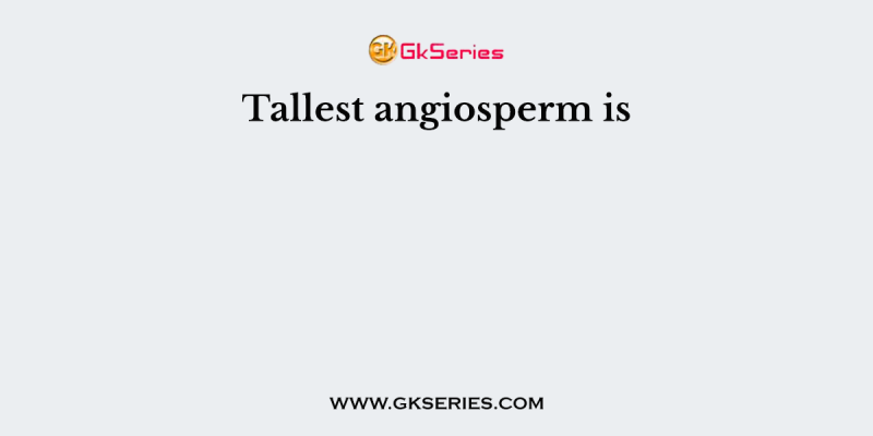 Tallest angiosperm is