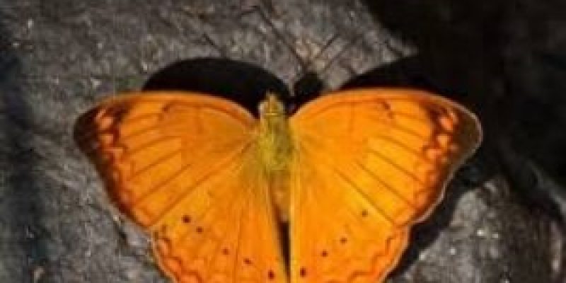 Tamil Yeoman declared State Butterfly of Tamil Nadu