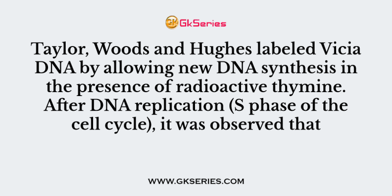 Taylor, Woods and Hughes labeled Vicia DNA by allowing new DNA synthesis in the presence of radioactive thymine. After DNA replication (S phase of the cell cycle), it was observed that
