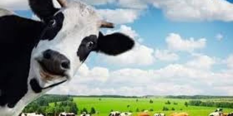 Ten universities to set up Kamdhenu Chairs