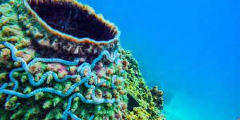 Thailand bans coral-damaging sunscreens in marine parks