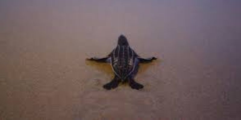 Thailand beaches lure leatherback sea turtles to build most nests in 20 years