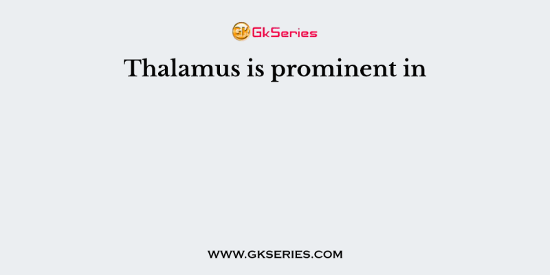 Thalamus is prominent in
