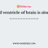 How much does a normal brain weigh?