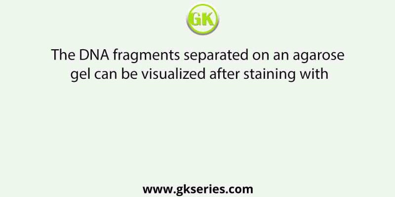 The DNA fragments separated on an agarose gel can be visualized after staining with