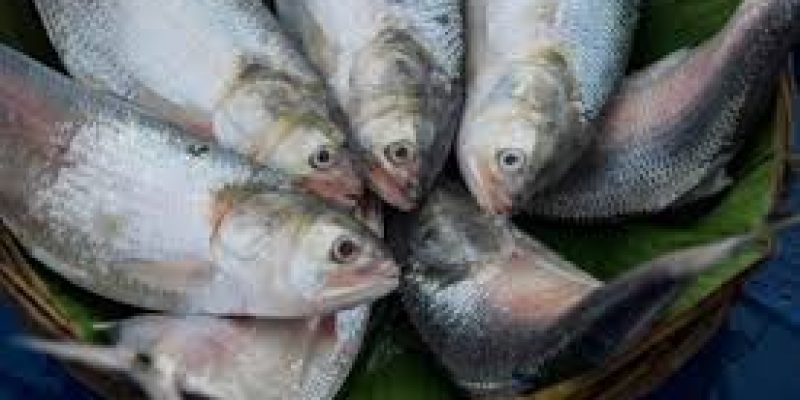 The Farakka ‘lock’ and hilsa