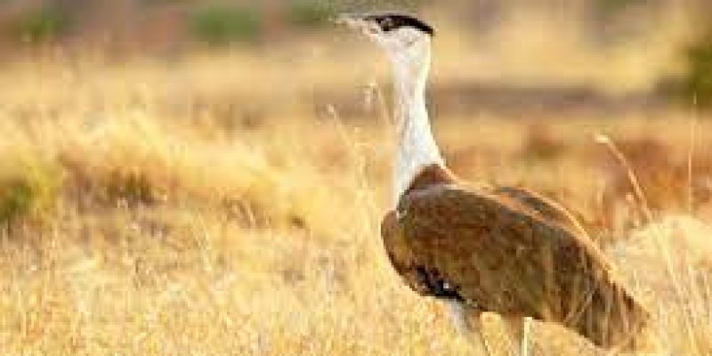 The Great Indian Bustards of Kutch