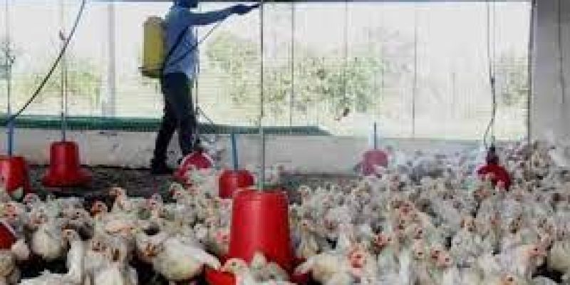 The H5N1 avian influenza and its fatality