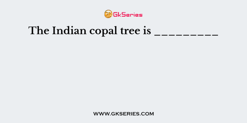 The Indian copal tree is _________