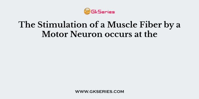 The Stimulation of a Muscle Fiber by a Motor Neuron occurs at the