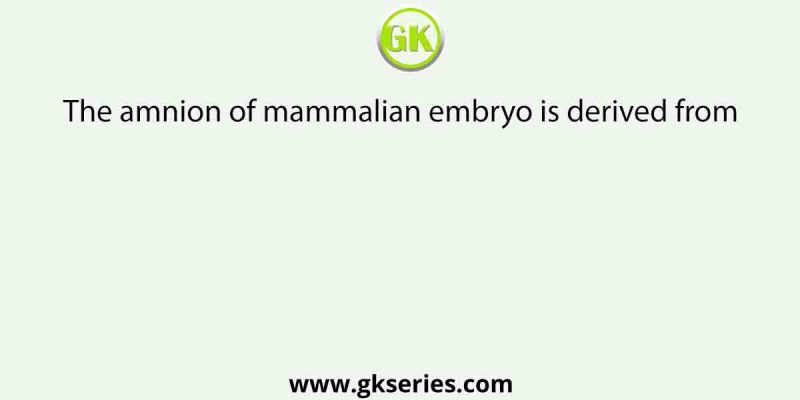 The amnion of mammalian embryo is derived from