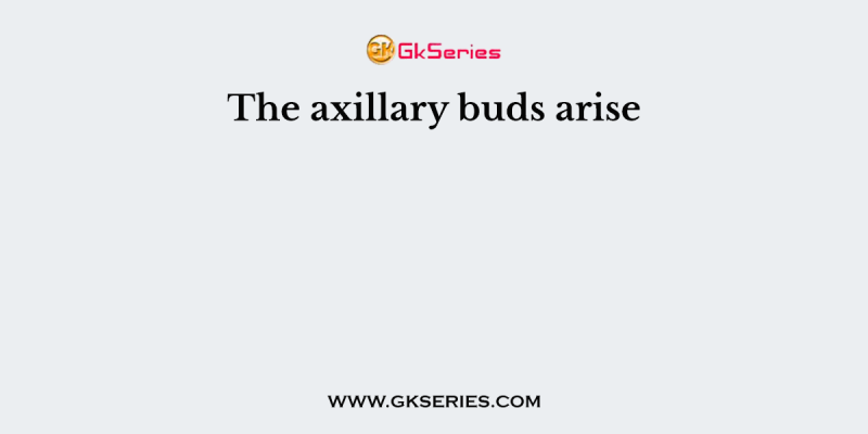 The axillary buds arise