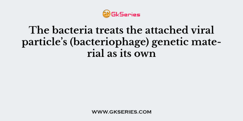The bacteria treats the attached viral particle’s (bacteriophage) genetic material as its own