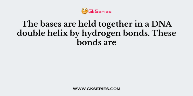 The bases are held together in a DNA double helix by hydrogen bonds. These bonds are