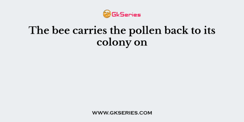 The bee carries the pollen back to its colony on