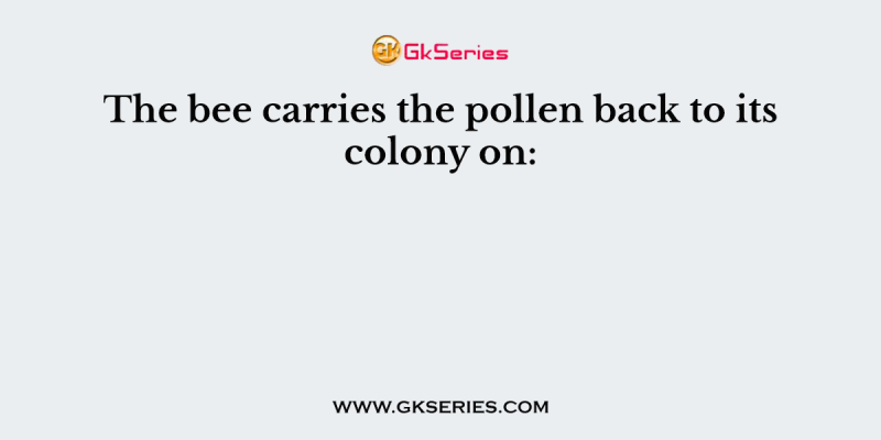 The bee carries the pollen back to its colony on