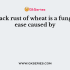 Black rust of wheat is caused by