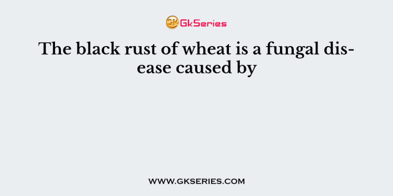 The black rust of wheat is a fungal disease caused by